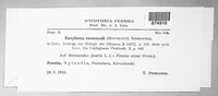 Entyloma arnaudianum image